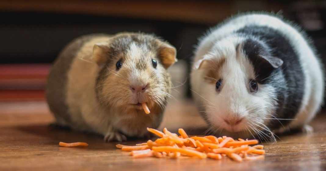 Alimentação com excesso de sal pode causar obesidade, indica estudo