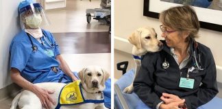 Cão terapeuta conforta profissionais de emergência que lutam contra o coronavírus Cão terapeuta conforta profissionais de emergência que lutam contra o coronavírus