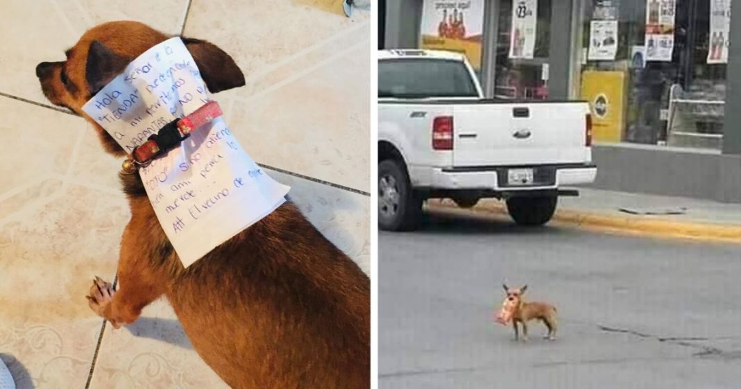 Homem em quarentena envia seu cãozinho em uma missão para comprar “Cheetos”