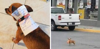 Homem em quarentena envia seu cãozinho em uma missão para comprar “Cheetos” Homem em quarentena envia seu cãozinho em uma missão para comprar “Cheetos”