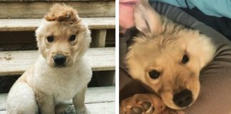 Lesão acidental ao nascer deixou esta filhote Golden com uma orelha deixando-a como uma unicórnio Lesão acidental ao nascer deixou esta filhote Golden com uma orelha deixando-a como uma unicórnio