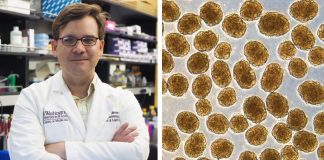 Pesquisadores conseguem curar Diabetes em ratos através de células-tronco humanas Pesquisadores conseguem curar Diabetes em ratos através de células-tronco humanas