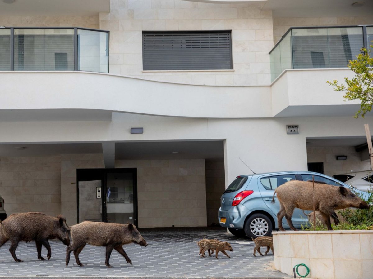 Animais passeam livres pelas cidades enquanto humanos estão em isolamento ideiasnutritivas.com - Animais passeam livres pelas cidades enquanto humanos estão em isolamento