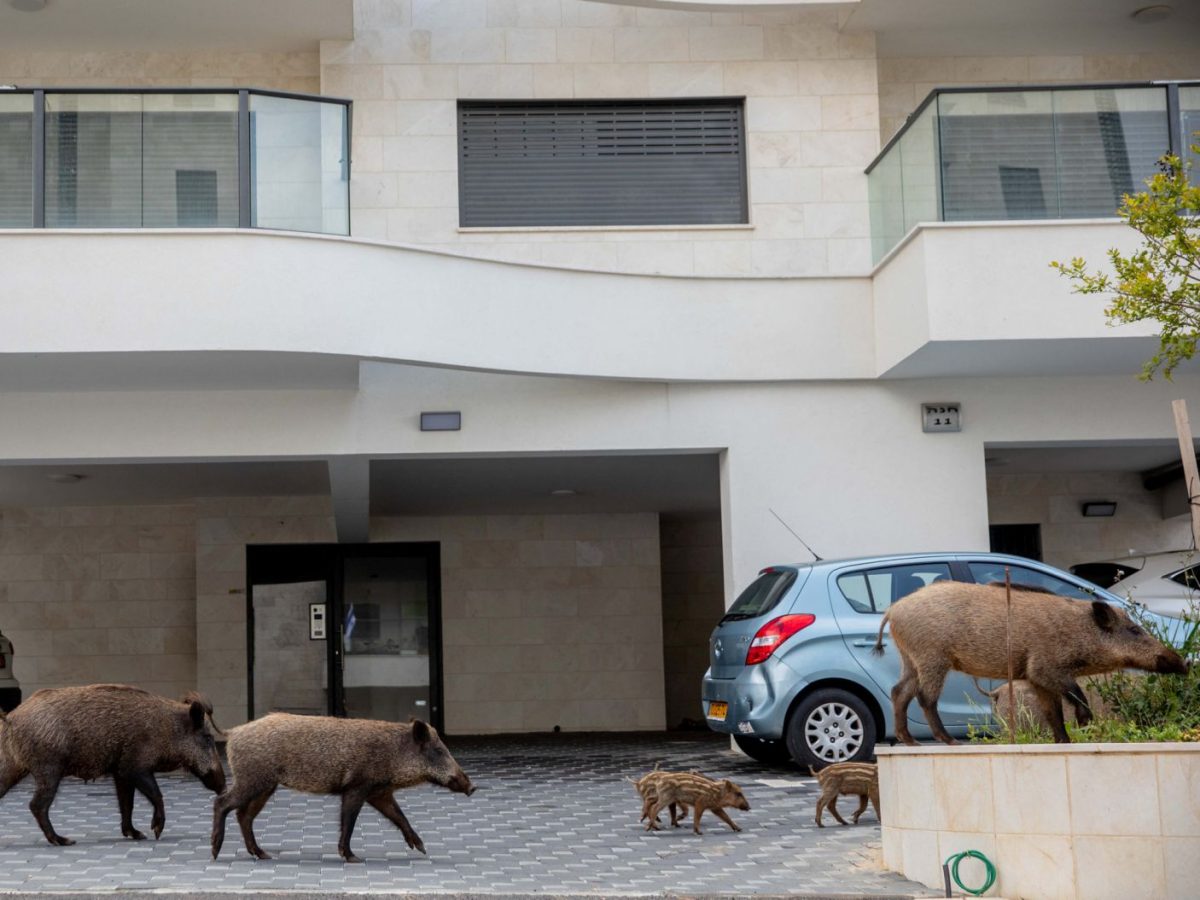 ideiasnutritivas.com - Animais passeam livres pelas cidades enquanto humanos estão em isolamento