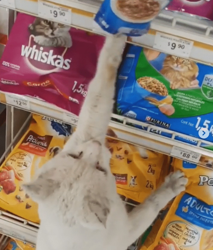 ideiasnutritivas.com - Gato de rua inteligente leva mulher &agrave; loja e pede que ela lhe compre comida. Ela o adota!