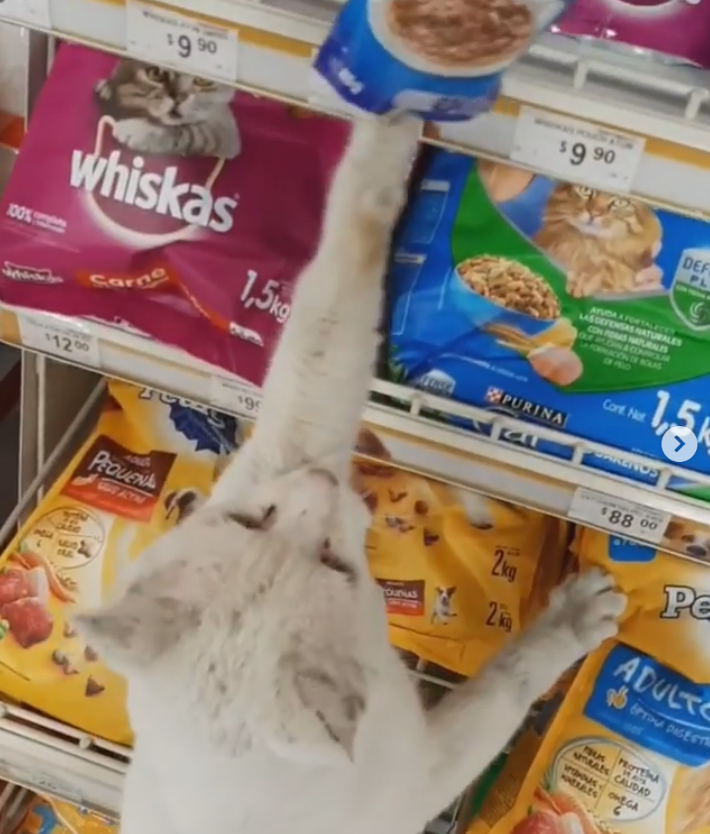 2020 04 27 2 - Gato de rua inteligente leva mulher à loja e pede que ela lhe compre comida. Ela o adota!