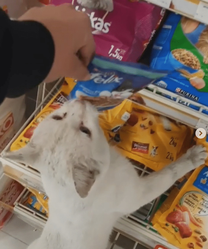 ideiasnutritivas.com - Gato de rua inteligente leva mulher &agrave; loja e pede que ela lhe compre comida. Ela o adota!