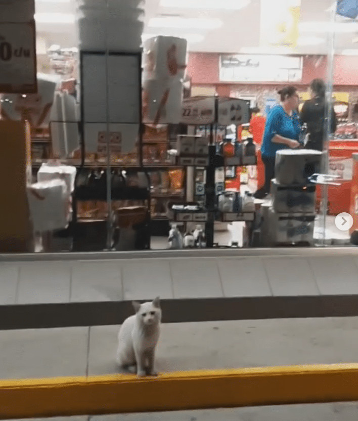 ideiasnutritivas.com - Gato de rua inteligente leva mulher &agrave; loja e pede que ela lhe compre comida. Ela o adota!