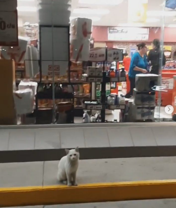 2020 04 27 6 - Gato de rua inteligente leva mulher à loja e pede que ela lhe compre comida. Ela o adota!