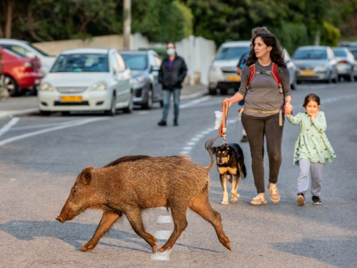 Animais passeam livres pelas cidades enquanto humanos estão em isolamento ideiasnutritivas.com - Animais passeam livres pelas cidades enquanto humanos estão em isolamento