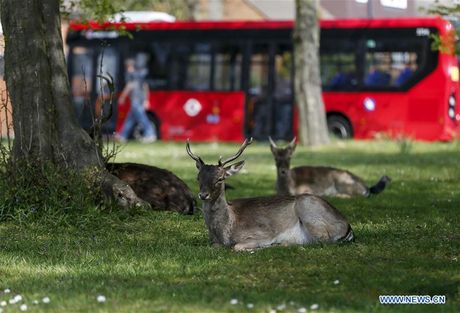 Animais passeam livres pelas cidades enquanto humanos estão em isolamento ideiasnutritivas.com - Animais passeam livres pelas cidades enquanto humanos estão em isolamento