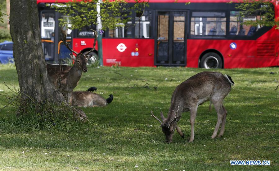 ideiasnutritivas.com - Animais passeam livres pelas cidades enquanto humanos estão em isolamento