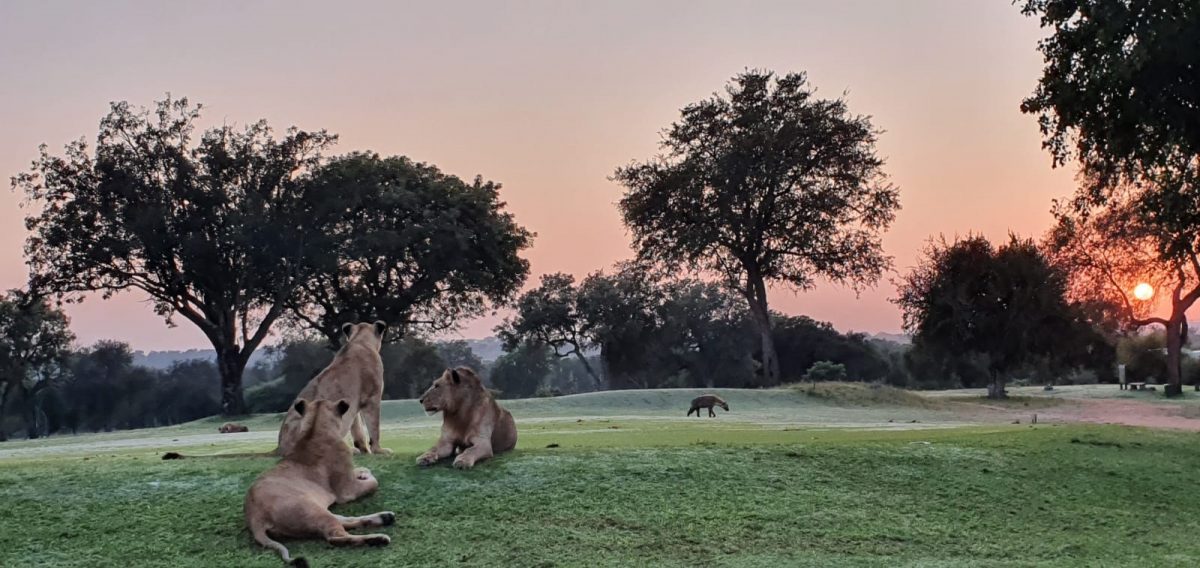 ideiasnutritivas.com - Animais passeam livres pelas cidades enquanto humanos estão em isolamento