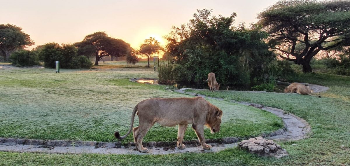 Animais passeam livres pelas cidades enquanto humanos estão em isolamento ideiasnutritivas.com - Animais passeam livres pelas cidades enquanto humanos estão em isolamento