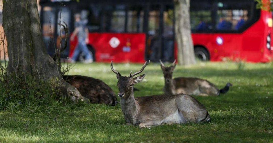 Animais passeam livres pelas cidades enquanto humanos estão em isolamento