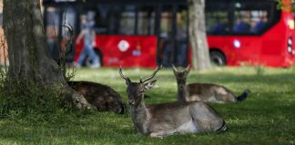 Animais passeam livres pelas cidades enquanto humanos estão em isolamento Animais passeam livres pelas cidades enquanto humanos estão em isolamento