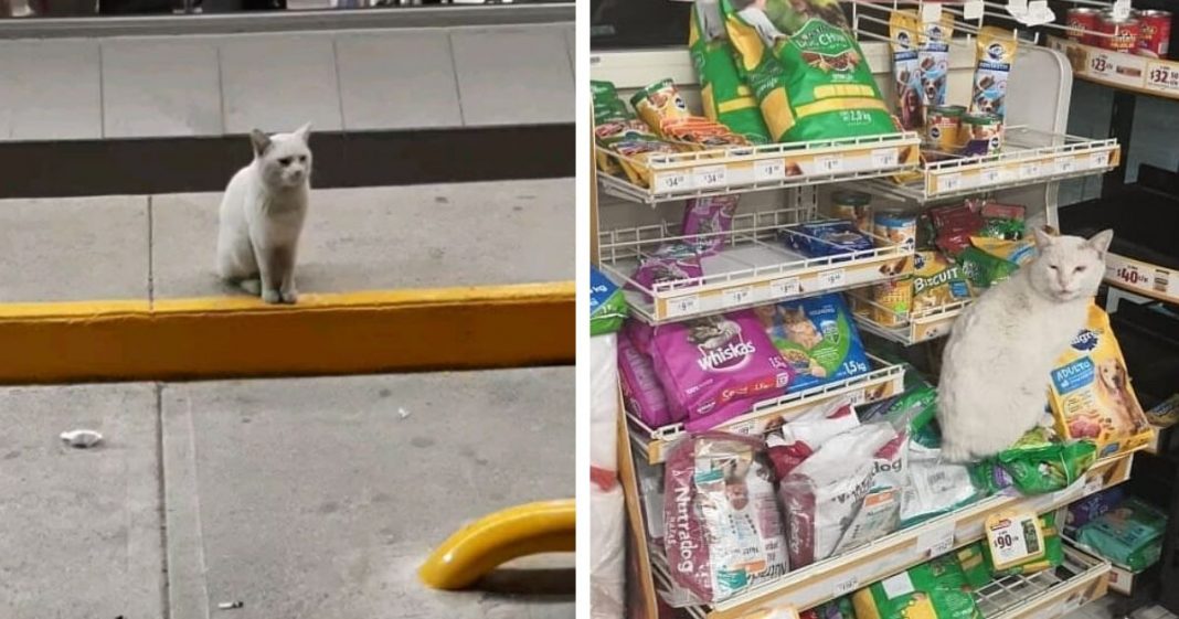 Gato de rua inteligente leva mulher à loja e pede que ela lhe compre comida. Ela o adota!