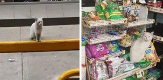 Gato de rua inteligente leva mulher à loja e pede que ela lhe compre comida. Ela o adota! Gato de rua inteligente leva mulher à loja e pede que ela lhe compre comida. Ela o adota!