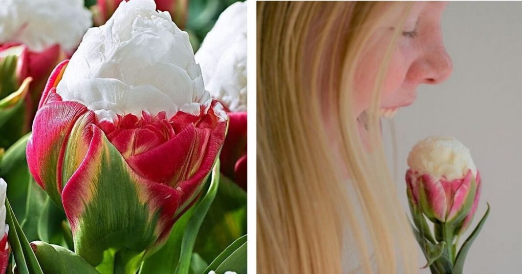 Fotos de tulipas que parecem bolas de sorvete na casquinha estão viralizando