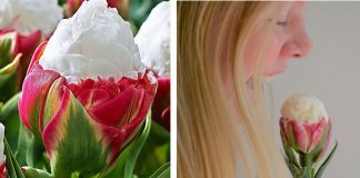 Fotos de tulipas que parecem bolas de sorvete na casquinha estão viralizando Fotos de tulipas que parecem bolas de sorvete na casquinha estão viralizando