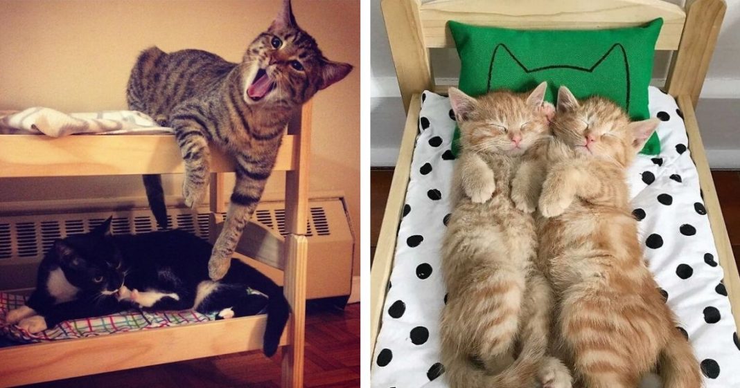 IKEA vende mini camas para bonecas, as pessoas compram para seus gatos!