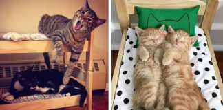 IKEA vende mini camas para bonecas, as pessoas compram para seus gatos! IKEA vende mini camas para bonecas, as pessoas compram para seus gatos!