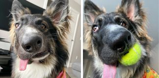 Cão “diferente” encontra um lar amoroso depois que os donos iniciais o devolveram ao abrigo Cão “diferente” encontra um lar amoroso depois que os donos iniciais o devolveram ao abrigo