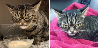 Gata mal-humorada torna-se o novo sucesso no Instagram Gata mal-humorada torna-se o novo sucesso no Instagram