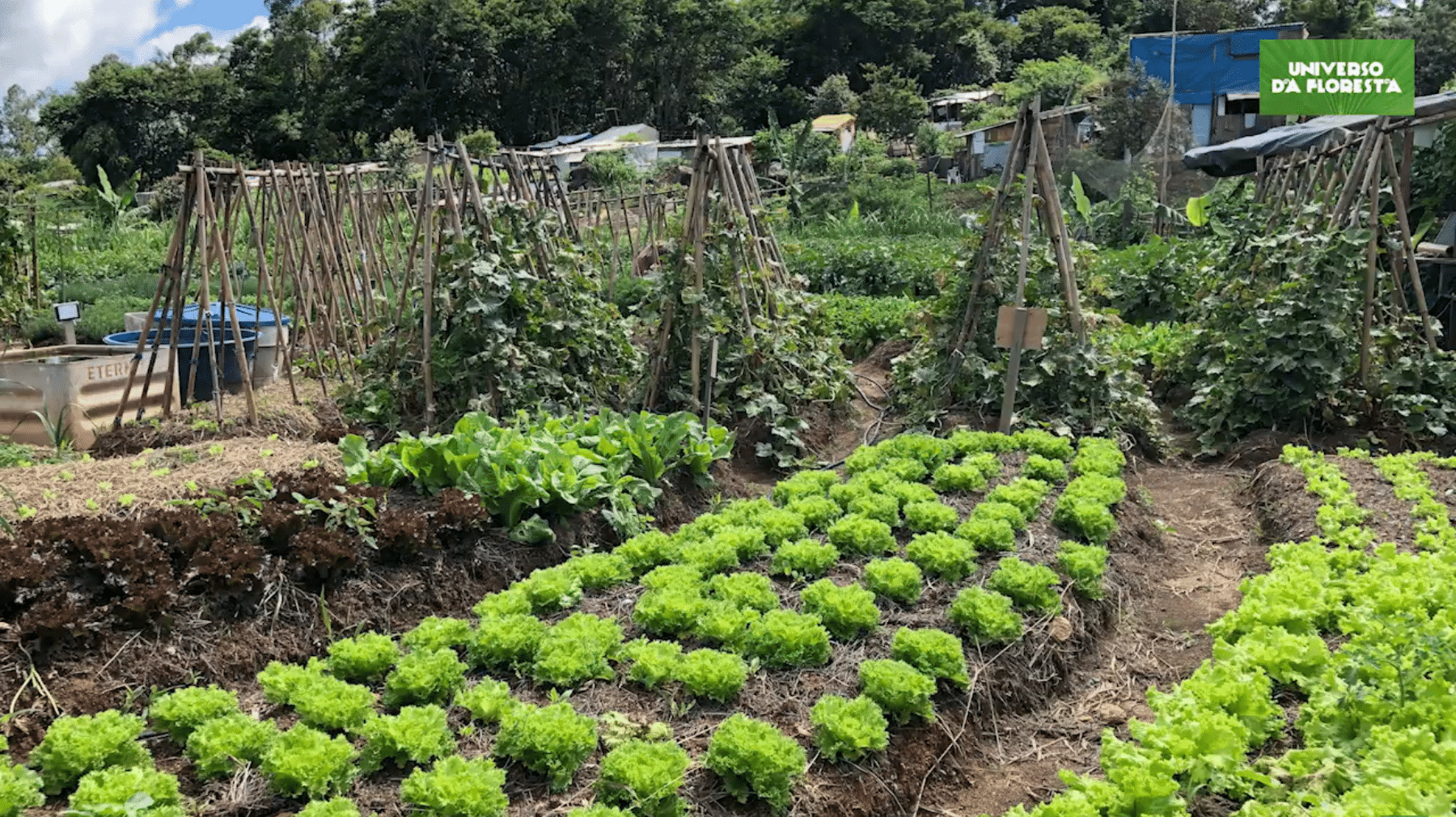ideiasnutritivas.com - Campo de futebol vira horta org&acirc;nica para alimentar mais de mil fam&iacute;lias