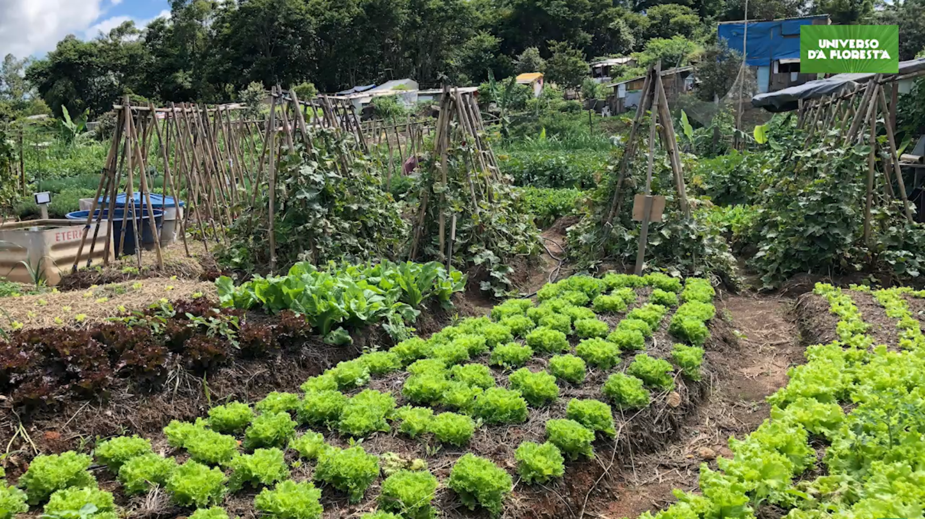 Campo de futebol vira horta orgânica para alimentar mais de mil famílias ideiasnutritivas.com - Campo de futebol vira horta orgânica para alimentar mais de mil famílias