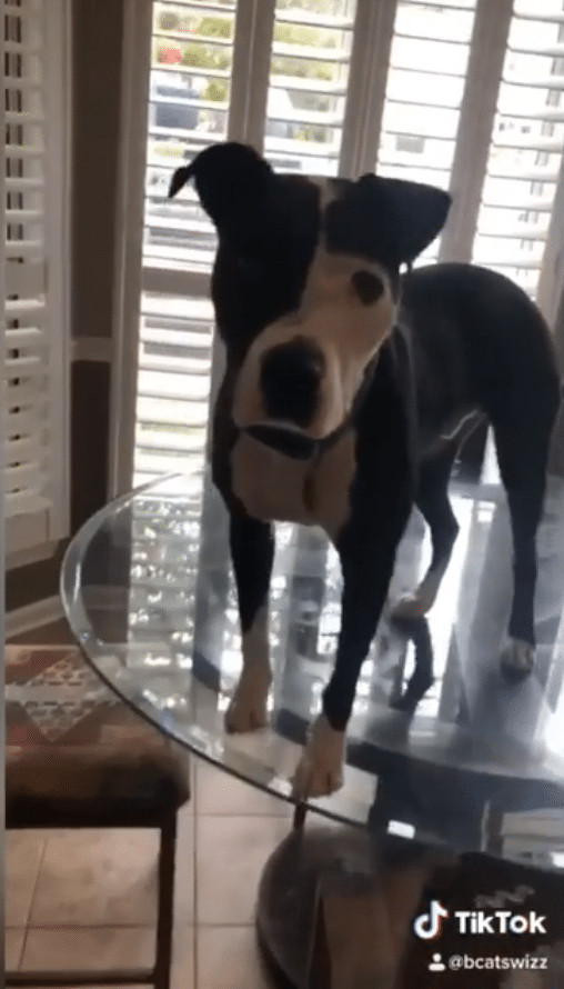 ideiasnutritivas.com - Este cachorro est&aacute; convencido de que &eacute; um gato e faz sucesso na internet