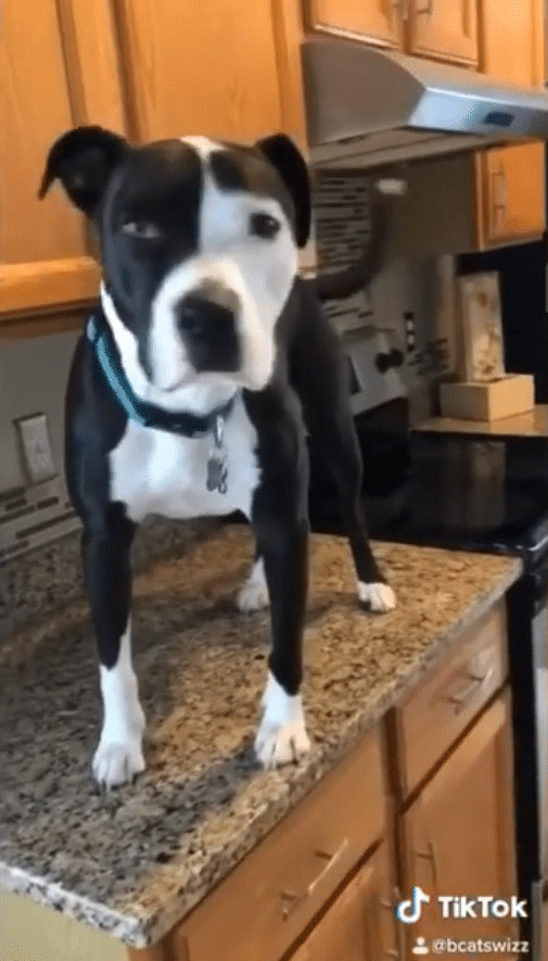 ideiasnutritivas.com - Este cachorro est&aacute; convencido de que &eacute; um gato e faz sucesso na internet