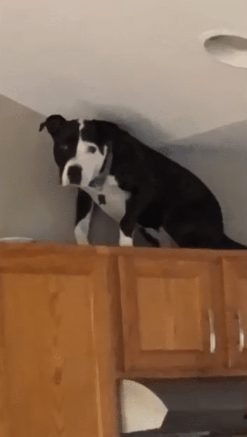 ideiasnutritivas.com - Este cachorro est&aacute; convencido de que &eacute; um gato e faz sucesso na internet