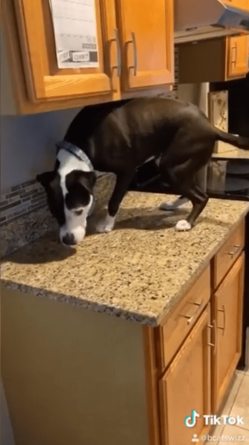 ideiasnutritivas.com - Este cachorro est&aacute; convencido de que &eacute; um gato e faz sucesso na internet