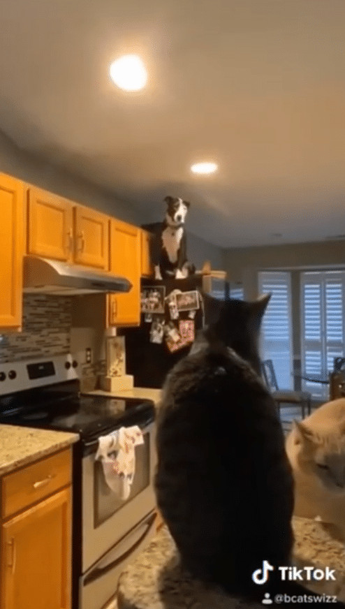 ideiasnutritivas.com - Este cachorro est&aacute; convencido de que &eacute; um gato e faz sucesso na internet