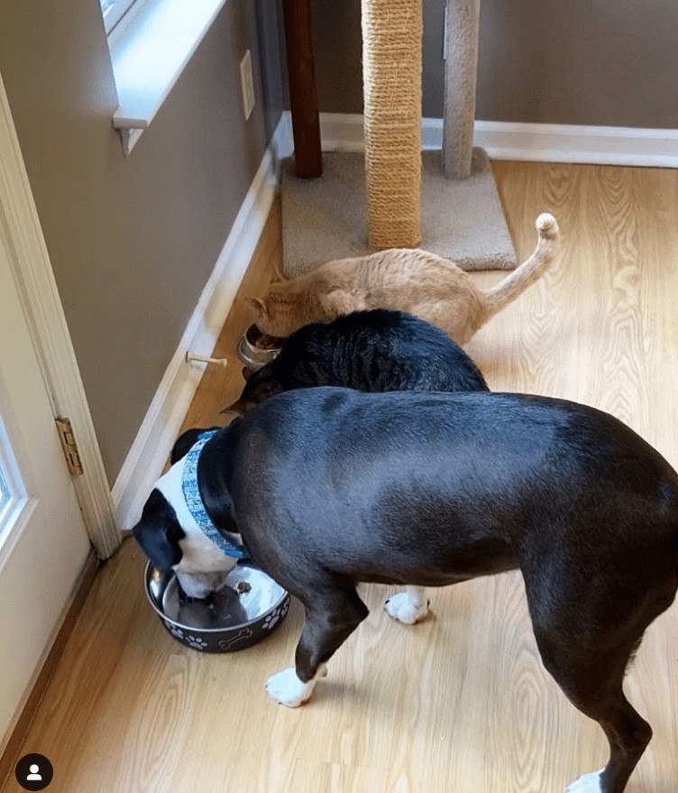 ideiasnutritivas.com - Este cachorro est&aacute; convencido de que &eacute; um gato e faz sucesso na internet