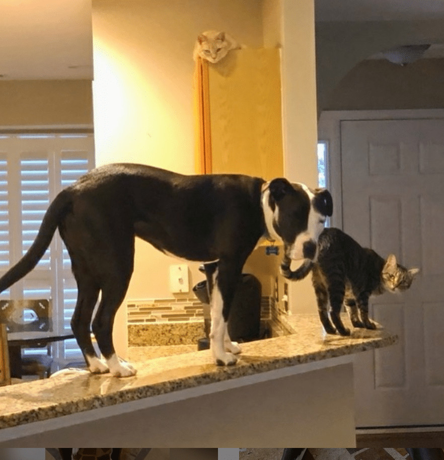 ideiasnutritivas.com - Este cachorro est&aacute; convencido de que &eacute; um gato e faz sucesso na internet