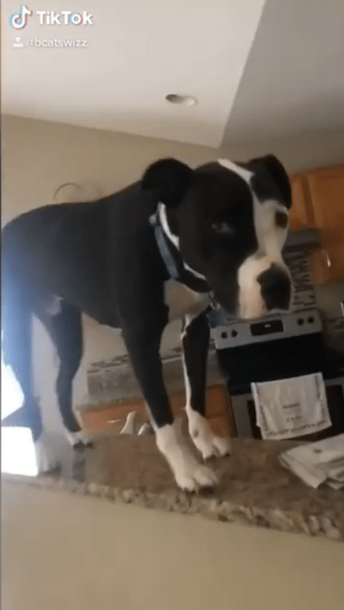 ideiasnutritivas.com - Este cachorro est&aacute; convencido de que &eacute; um gato e faz sucesso na internet