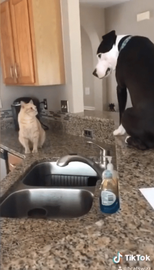ideiasnutritivas.com - Este cachorro est&aacute; convencido de que &eacute; um gato e faz sucesso na internet