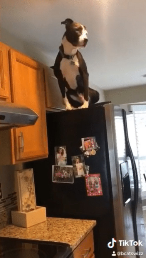 ideiasnutritivas.com - Este cachorro est&aacute; convencido de que &eacute; um gato e faz sucesso na internet