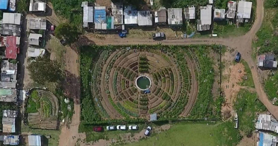 Campo de futebol vira horta orgânica para alimentar mais de mil famílias