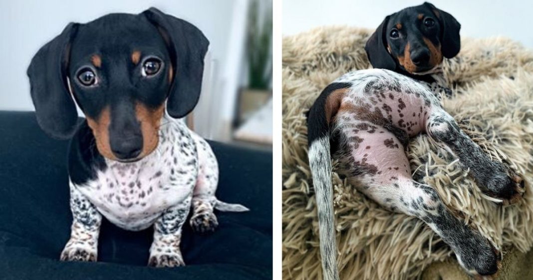 Esse adorável dachshund parece ter o corpinho de uma vaca!