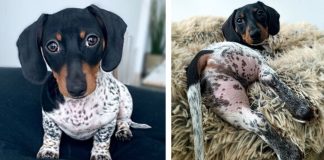 Esse adorável dachshund parece ter o corpinho de uma vaca! Esse adorável dachshund parece ter o corpinho de uma vaca!