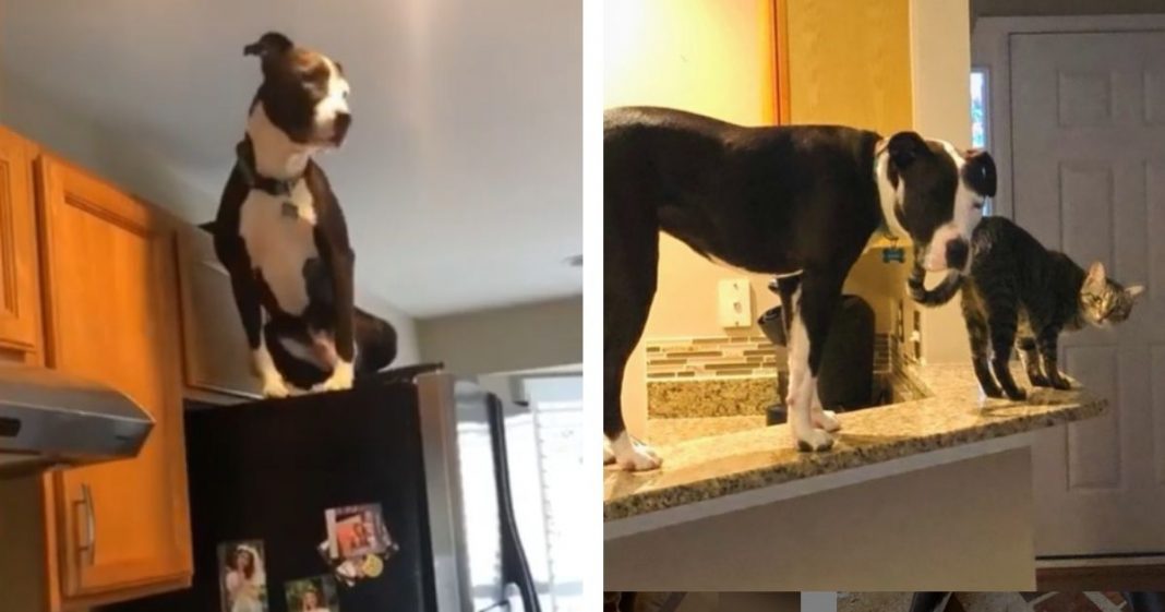 Este cachorro está convencido de que é um gato e faz sucesso na internet