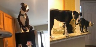 Este cachorro está convencido de que é um gato e faz sucesso na internet Este cachorro está convencido de que é um gato e faz sucesso na internet