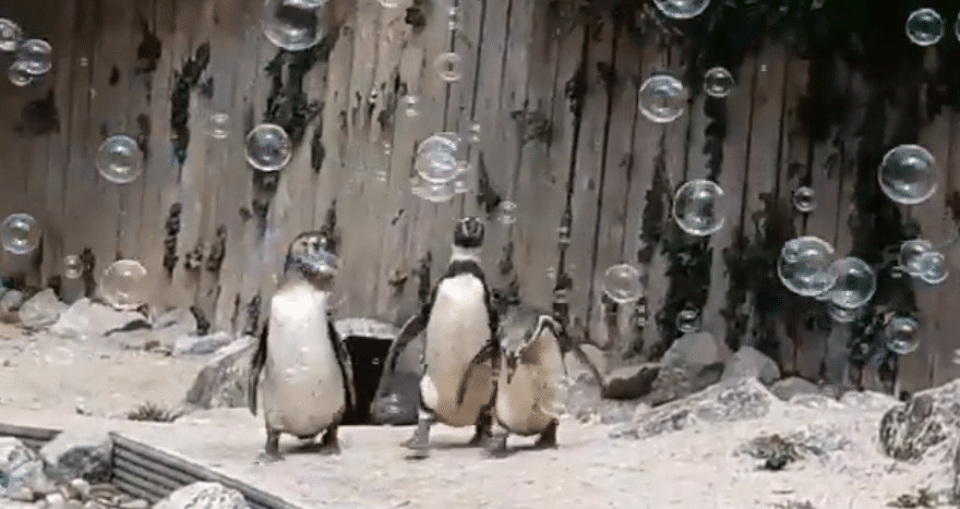 ideiasnutritivas.com - Zool&oacute;gico instala m&aacute;quina de bolhas para os pinguins se divertirem e eles adoram!