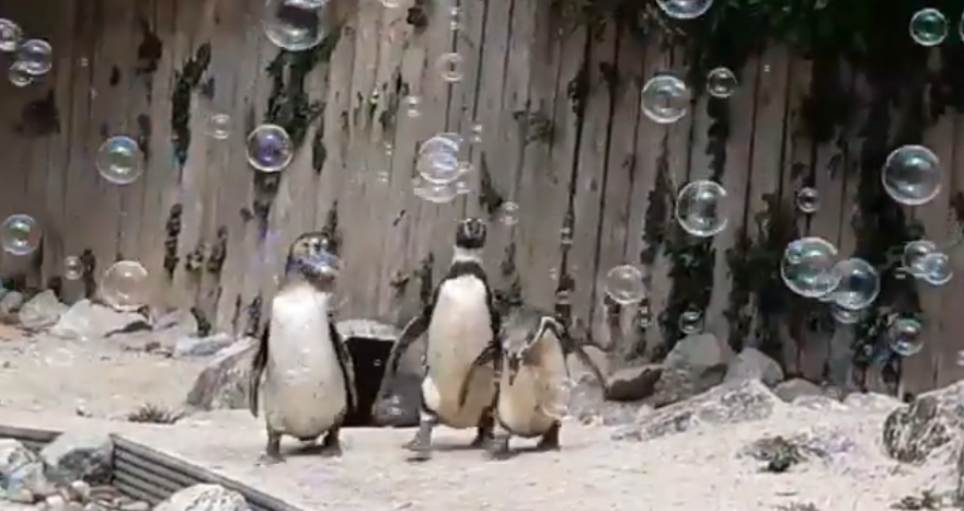 ideiasnutritivas.com - Zoológico instala máquina de bolhas para os pinguins se divertirem e eles adoram!