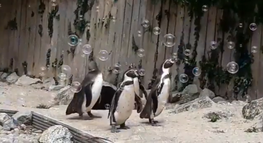 2020 08 03 11 - Zoológico instala máquina de bolhas para os pinguins se divertirem e eles adoram!