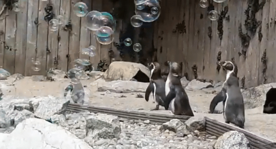 ideiasnutritivas.com - Zool&oacute;gico instala m&aacute;quina de bolhas para os pinguins se divertirem e eles adoram!
