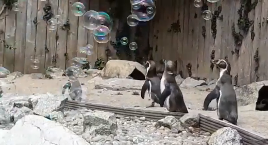2020 08 03 12 - Zoológico instala máquina de bolhas para os pinguins se divertirem e eles adoram!